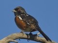 Spotted Towhee