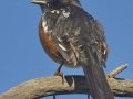 Spotted Towhee
