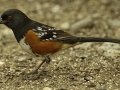 Spotted Towhee