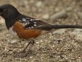 Spotted Towhee