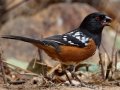 Spotted Towhee