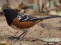 Spotted Towhee
