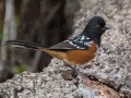 Spotted Towhee - Laguna Mountains - West Meadow Area