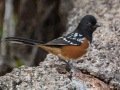 Spotted Towhee - Laguna Mountains - West Meadow Area