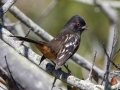 Spotted Towhee