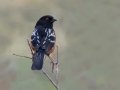Spotted Towhee