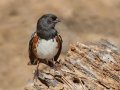 Spotted Towhee