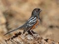 Spotted Towhee
