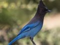 Steller's Jay