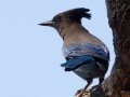 Steller's Jay