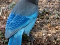 Steller's Jay