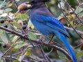 Steller's Jay