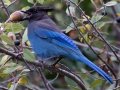 Steller's Jay
