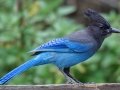 Steller's Jay