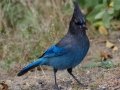 Steller's Jay