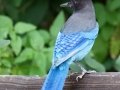 Steller's Jay