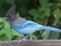 Steller's Jay