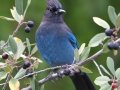 Steller's Jay