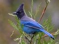 Steller's Jay