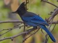 Steller's Jay