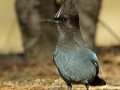Steller's Jay