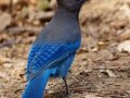 Steller's Jay