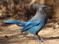 Steller's Jay