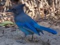 Steller's Jay