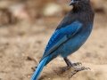 Steller's Jay