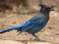 Steller's Jay