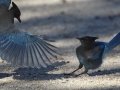 Steller's Jay