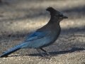 Steller's Jay