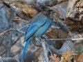 Steller's Jay - Laguna Mountains - West Meadow Area
