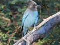 Steller's Jay - Laguna Mountains - West Meadow Area