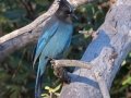 Steller's Jay - Laguna Mountains - West Meadow Area