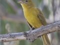 Summer Tanager