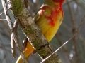 Summer Tanager