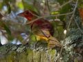 Summer Tanager