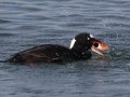 Surf Scoter