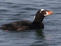 Surf Scoter
