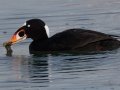 Surf Scoter