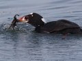 Surf Scoter