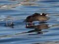 Surf Scoter