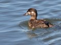 Surf Scoter - Bolsa Chica Reserve Walk bridge, Orange County, California, 12/13/2017
