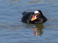 Surf Scoter - Bolsa Chica Reserve Walk bridge, Orange County, California, 12/13/2017