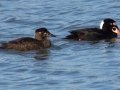 Surf Scoter