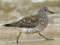 Surfbird