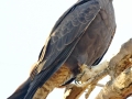 Swainson's Hawk