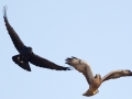 Swainson's Hawk