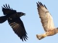 Swainson's Hawk with Raven - Borrego Springs--Di Giorgio Hawkwatch, San Diego, California, 3-19-2016